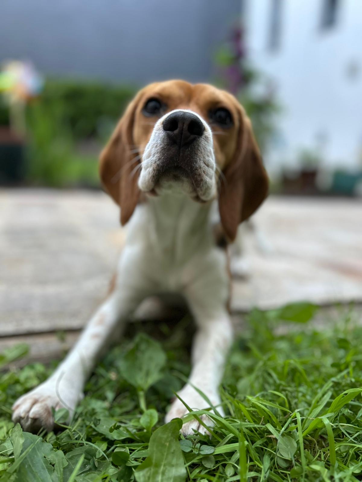 beagle portrait