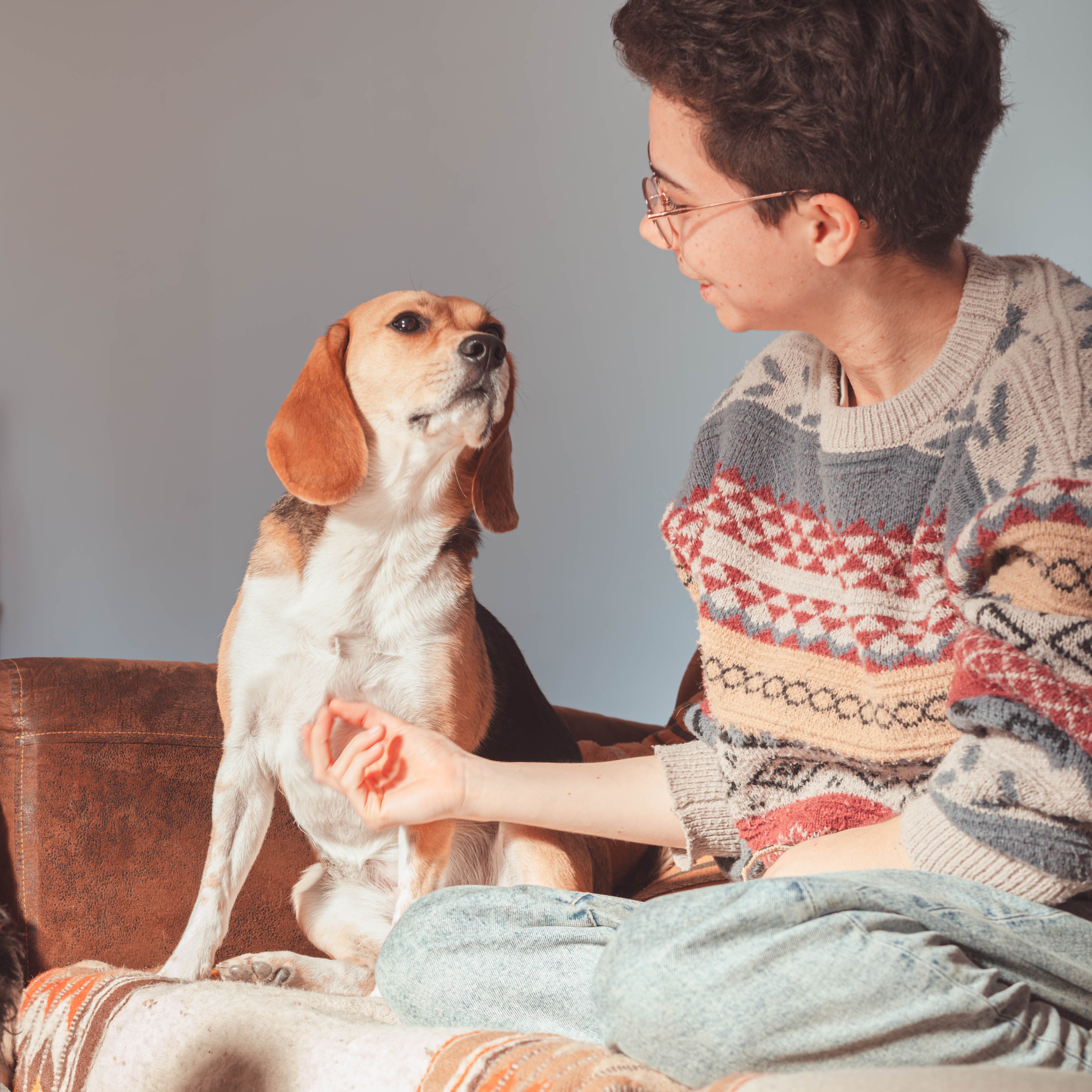 beagle qui regarde au loin