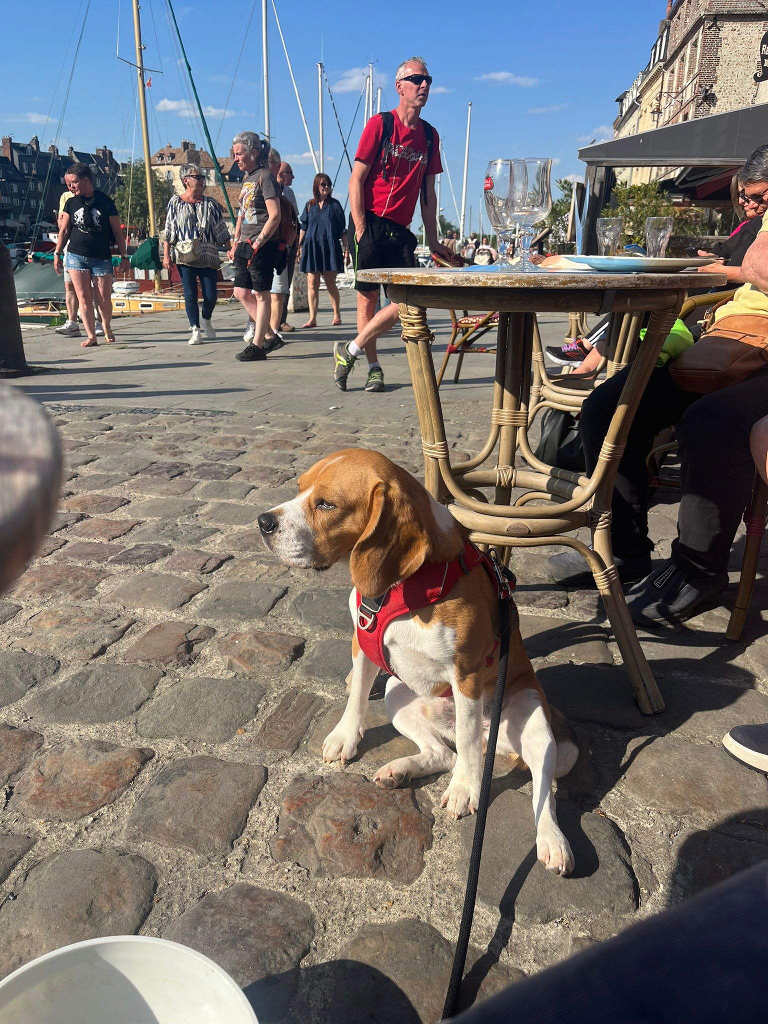 beagle revenant vers sa maitresse