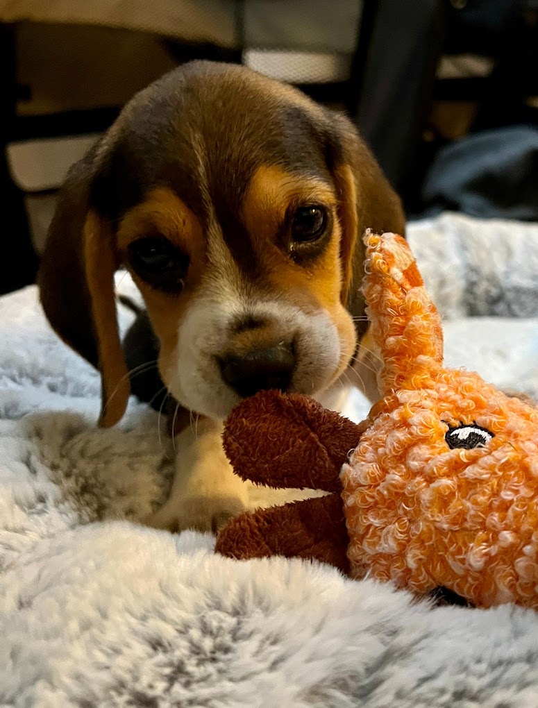 beagle revenant vers sa maitresse