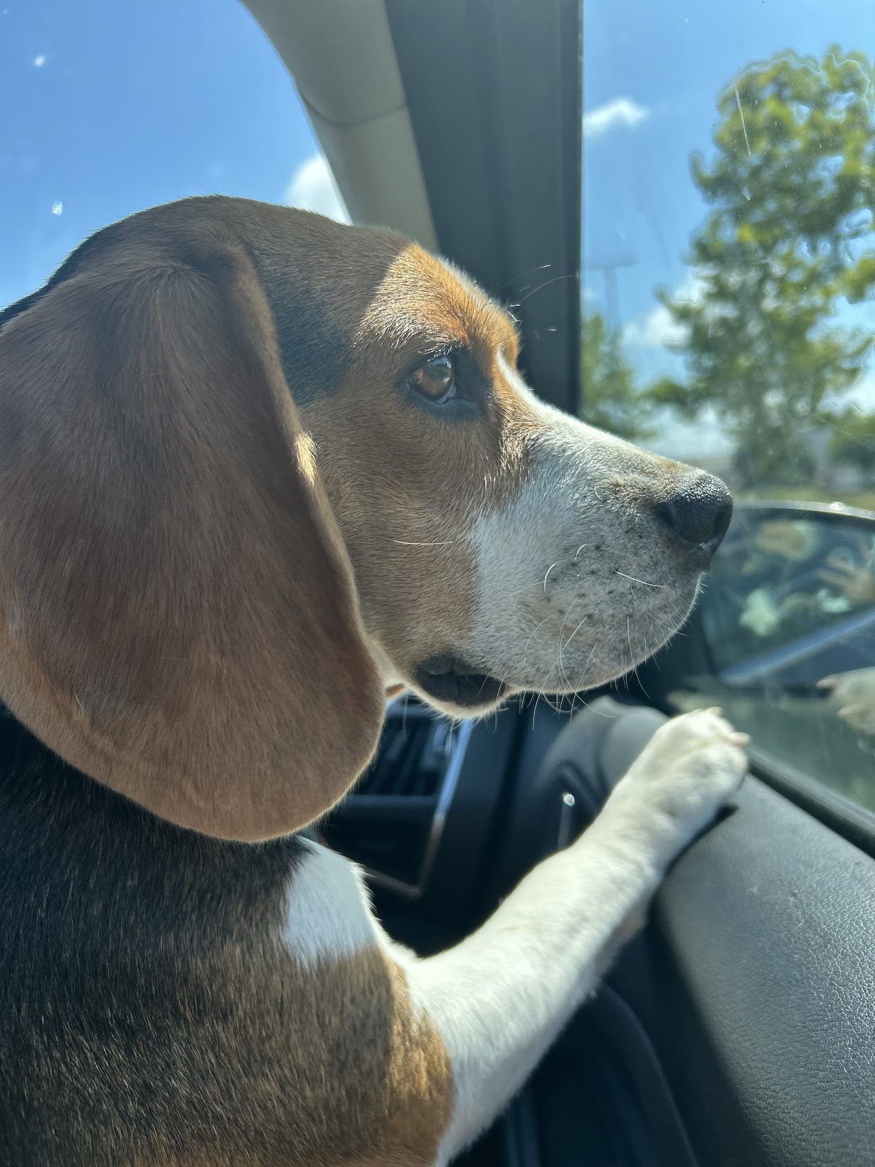 beagle dans une voiture