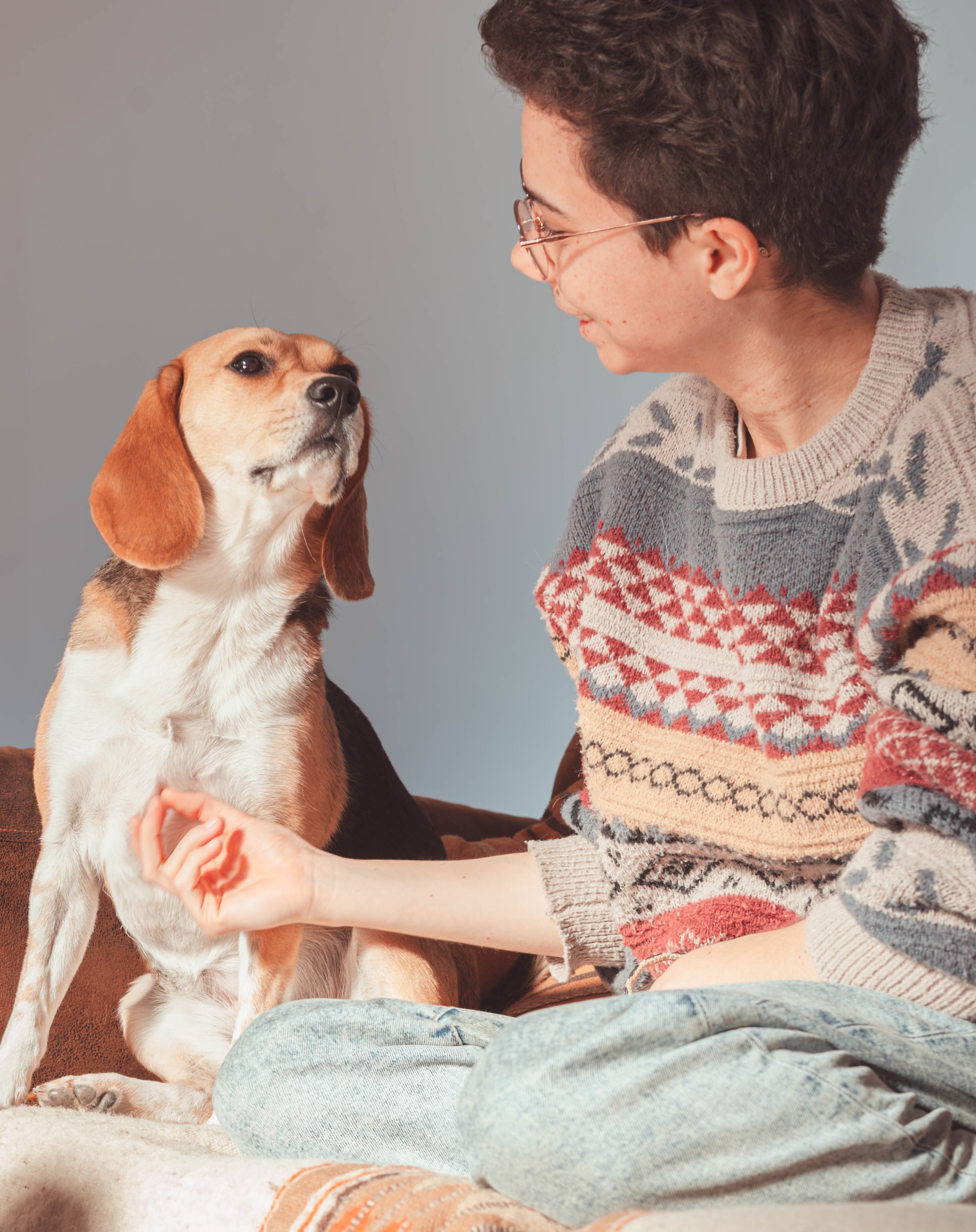 beagle qui regarde au loin
